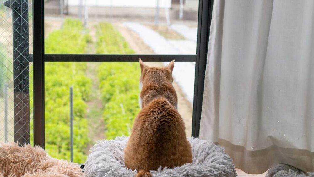 猫に番号 群馬・大泉町「マイニャンバー制度」