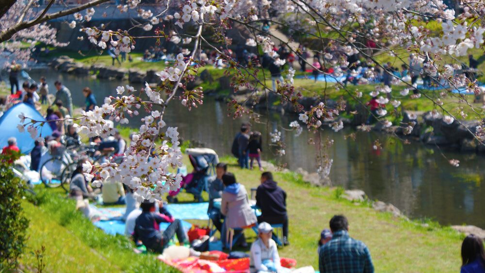 花見予算最高　桜の下で何が変わったのか？